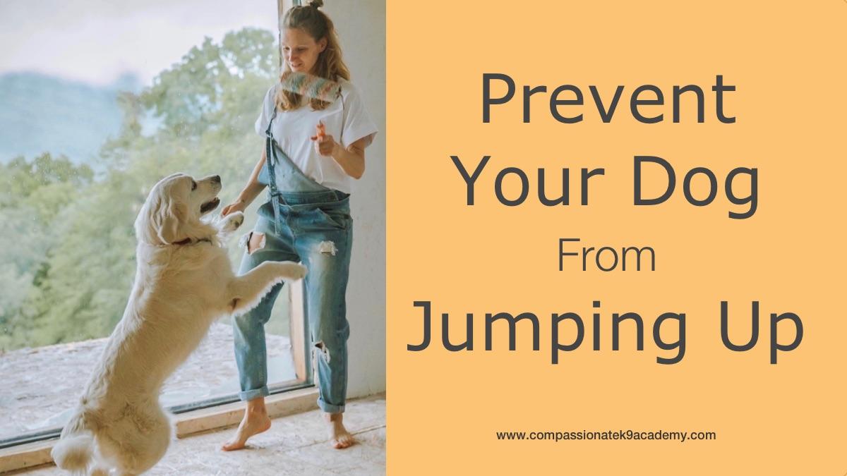 Jumping Up For Attention