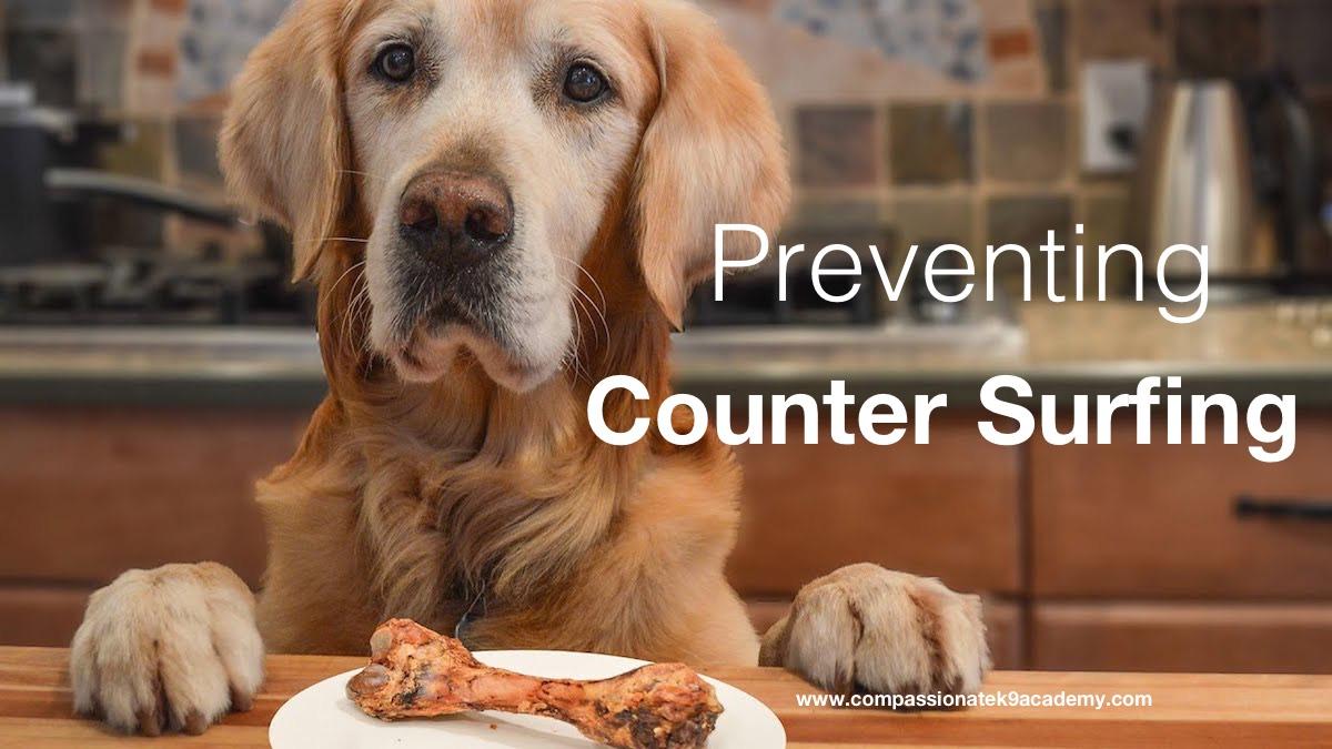 Preventing Your Dog from Counter-surfing